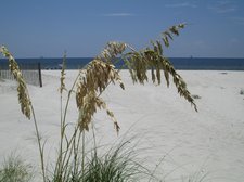 BLOG-SEA OATS-DAUPHIN ISLAND 080813 [02]